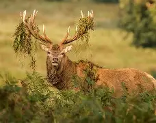 雄鹿作战冷冻，猛龙蜀门扼杀